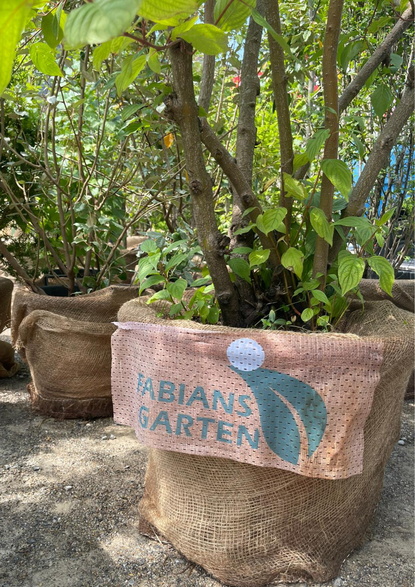 Pflanze in einem Jutesack mit dem Aufdruck 'FABIAN'S GARTEN', umgeben von anderen Pflanzen.