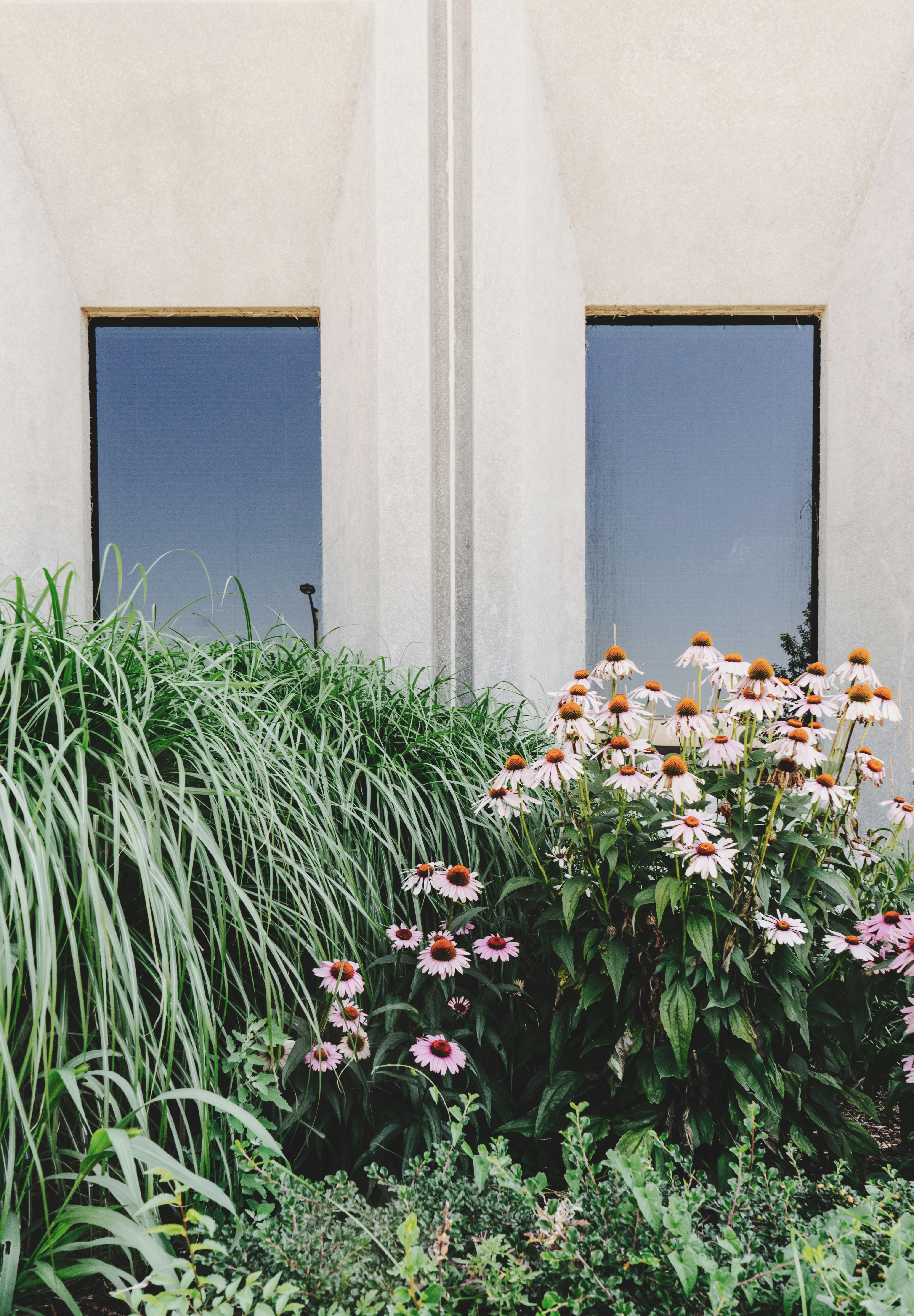 Eine Ansammlung von bunten Blumen und grünem Gras vor einer modernen Gebäudewand mit Fenstern.