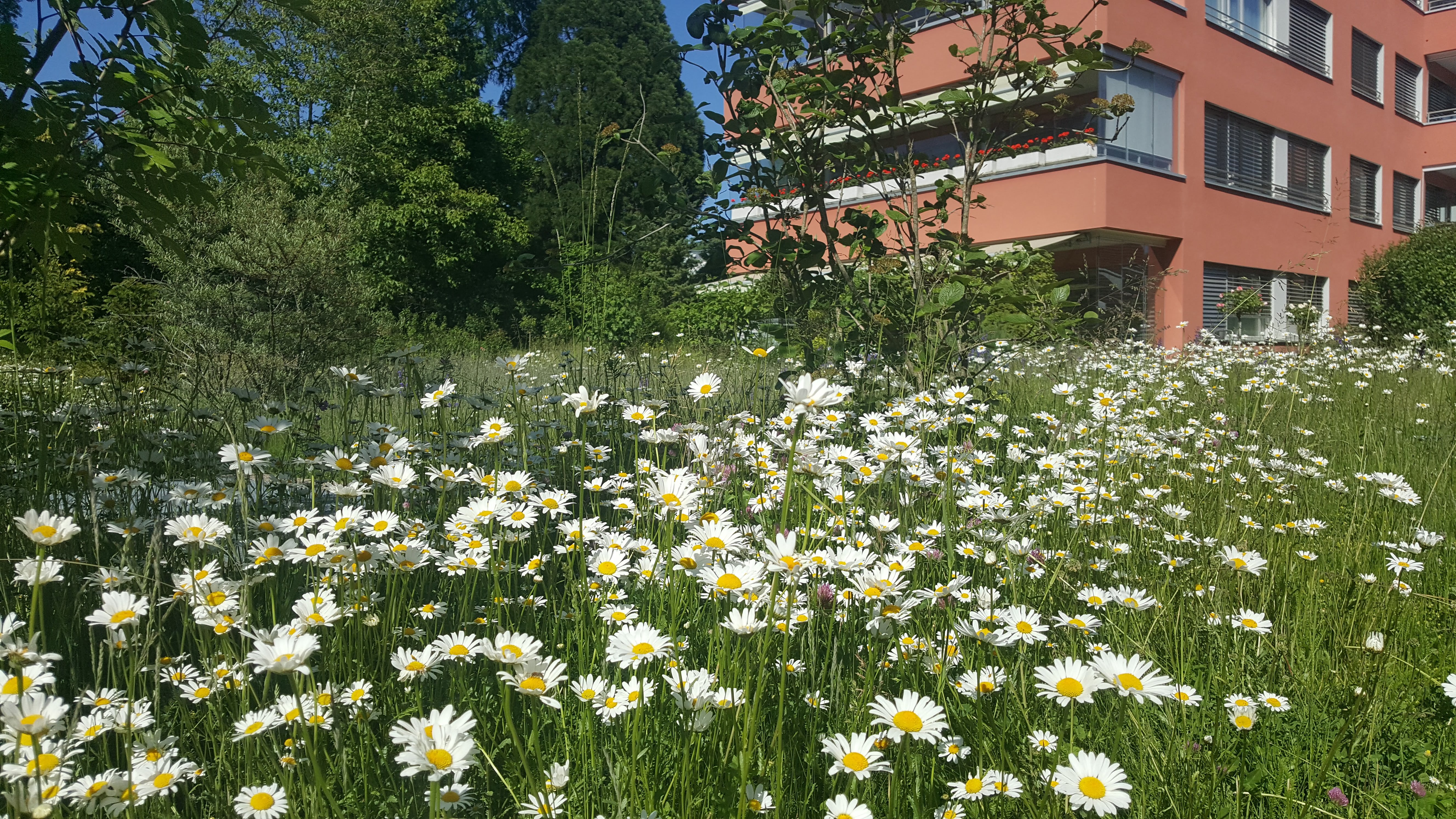 Blühende Wiese mit Margeriten und grünem Hintergrund, im Vordergrund eine große Anzahl von weißen Blumen, im Hintergrund ein rotes Wohngebäude.