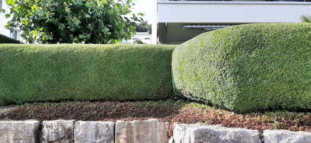 Gestutzte Hecken und ein Felsenrand vor einem Gebäude mit einem Baum im Hintergrund.