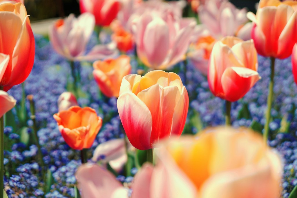Feld mit bunten Tulpen in verschiedenen Farbtönen und blühenden Vergissmeinnicht im Hintergrund.