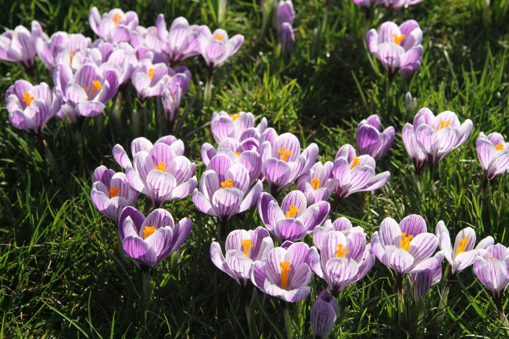 Eine Gruppe lila Krokusse blüht auf grünem Gras.