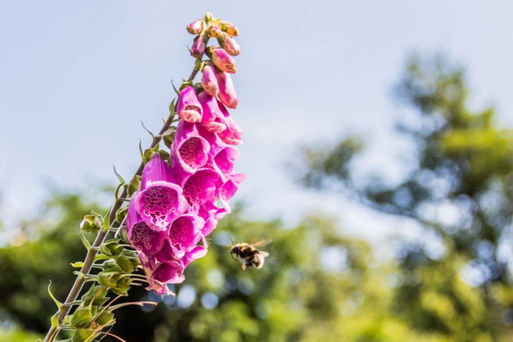 Eine rosa Glockenblume mit einer fliegenden Biene im Vordergrund und unscharfem Hintergrund.