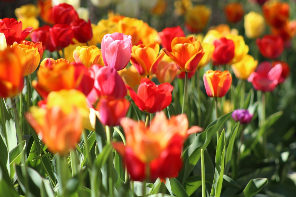 Ein buntes Feld von Tulpen in verschiedenen Farben, darunter Rot, Gelb, Orange und Pink, mit grünen Blättern im Vordergrund.