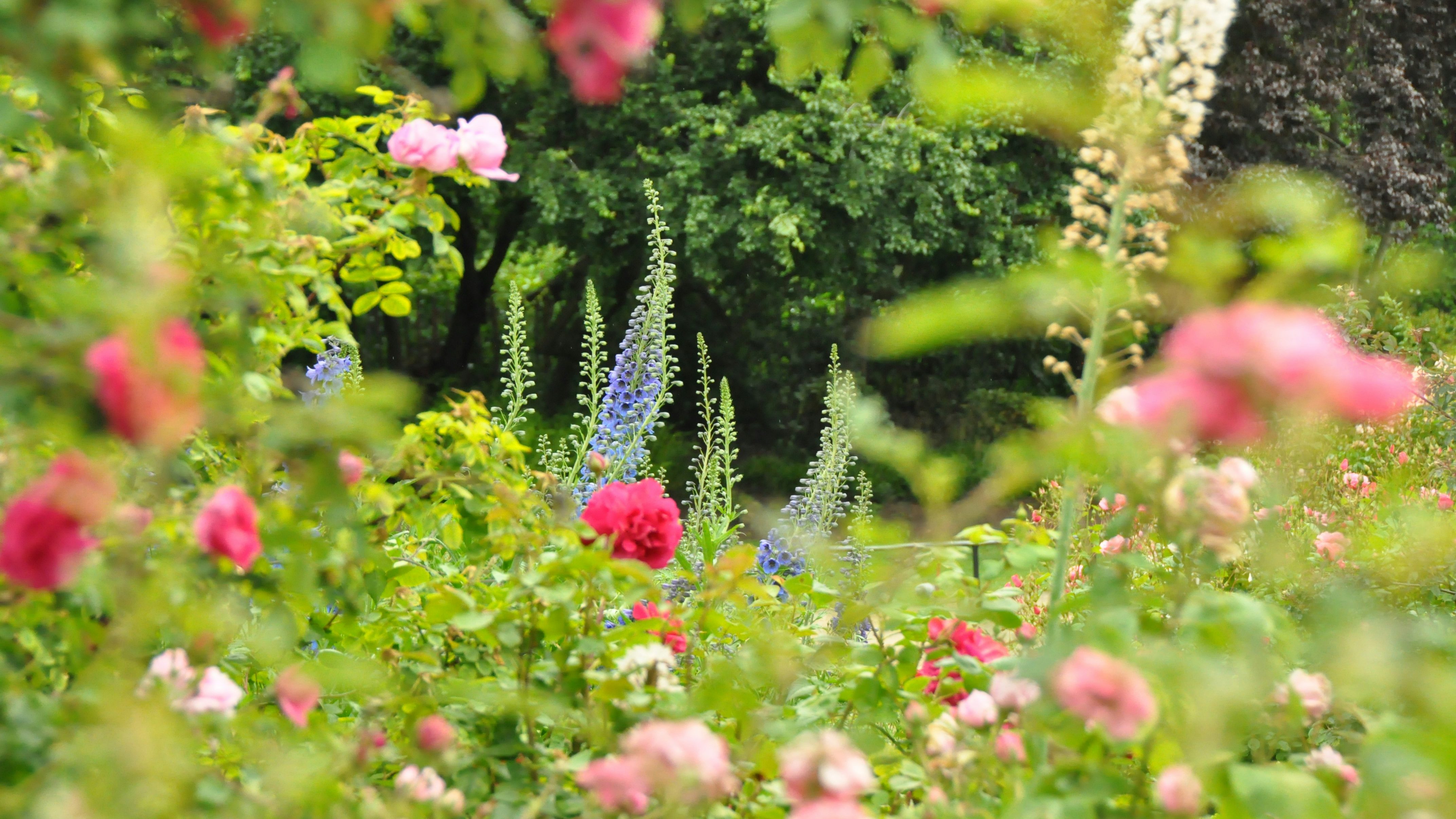 Ein bunter Blumen Garten mit rosa Rosen und blauen Delphinen, umgeben von grünem Laub.